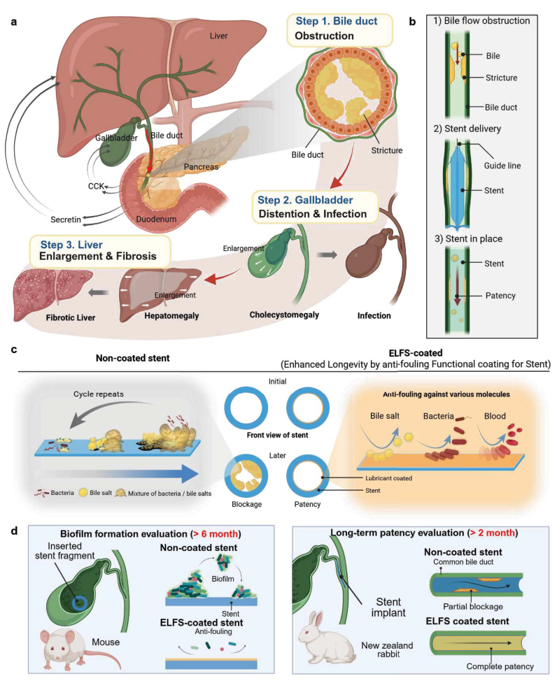 Biliary-stent placement, time-dependent conventional/ELFS interface concepts, and mouse biofilm and rabbit patency evaluation schematics.
